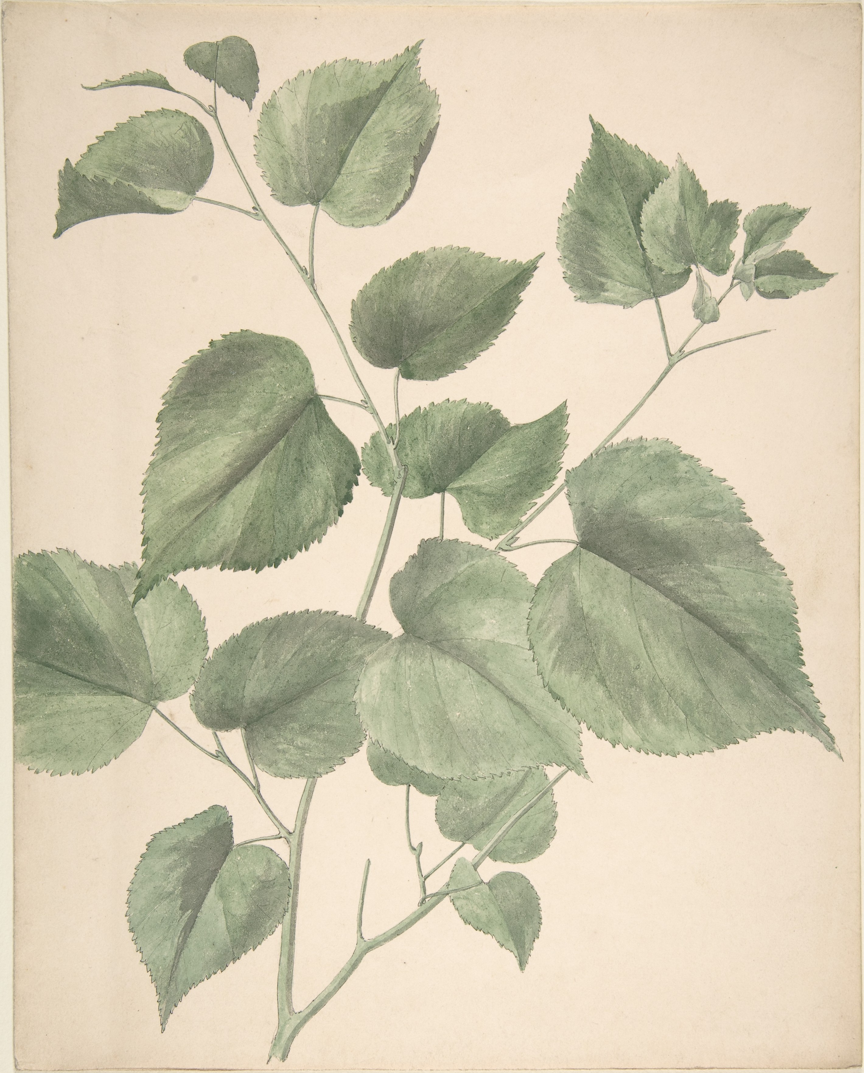Dạ Yến Thảo